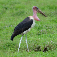 Marabou Stork